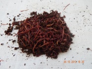 View categories and products within Composting / Wormery Worms